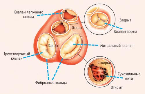 Кровеносная система человека состоит. Строение сердца