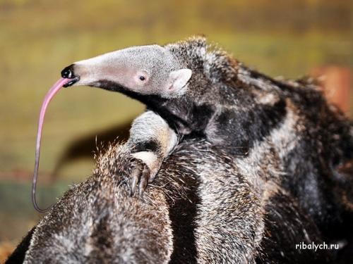 Интересные факты о льве. Интересные факты о львах. Топ 18 фактов 14