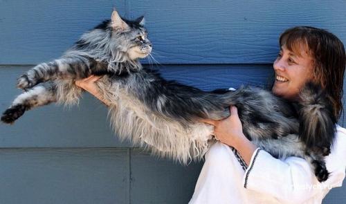 Интересные факты о льве. Интересные факты о львах. Топ 18 фактов 09