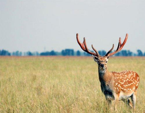 Научные факты о природе. Факты о живой природе 15