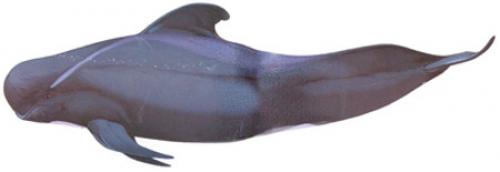 Убийство дельфинов в Дании. Традиции Дании: массовое убийство дельфинов (гринд) 25