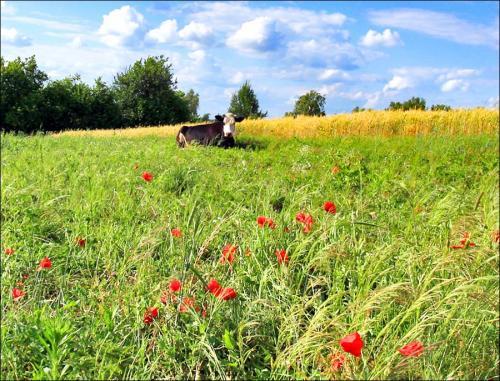 Научные факты о природе. Факты о живой природе 13