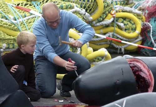 Убийство дельфинов в Дании. Традиции Дании: массовое убийство дельфинов (гринд)
