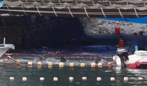 Япония забой дельфинов. В японской бухте Тайдзи продолжаются жестокие убийства дельфинов