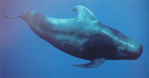 Убийство дельфинов в Дании. Традиции Дании: массовое убийство дельфинов (гринд) 27