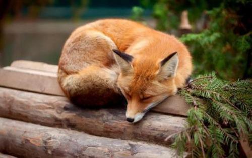 Научные факты о природе. Факты о живой природе 14