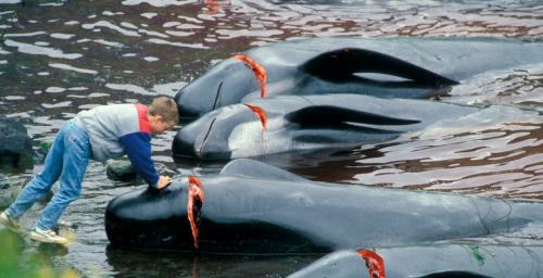 Убийство дельфинов в Дании. Традиции Дании: массовое убийство дельфинов (гринд)