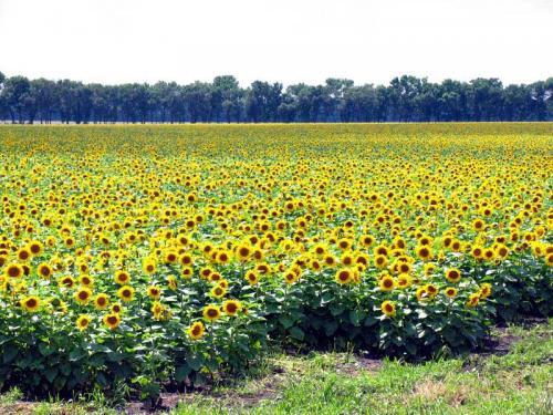 Научные факты о природе. Факты о живой природе 11