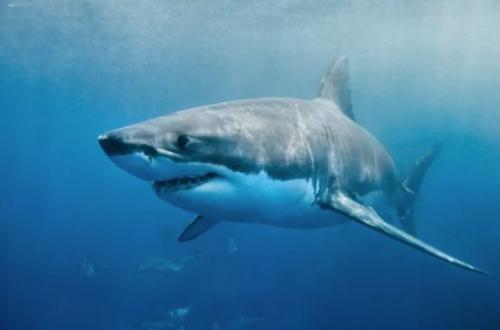 Невероятные факты, в которые очень сложно поверить