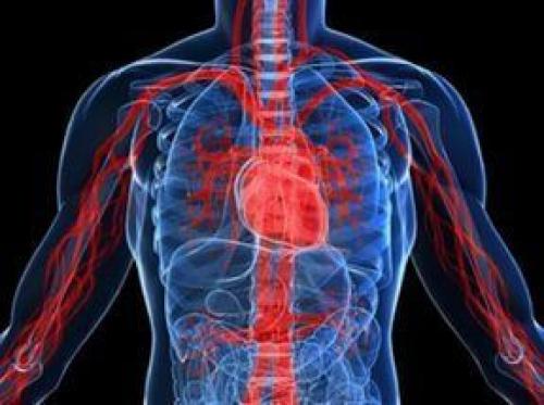 Кровеносная система человека, что такое. Функции кровеносной системы человека 01