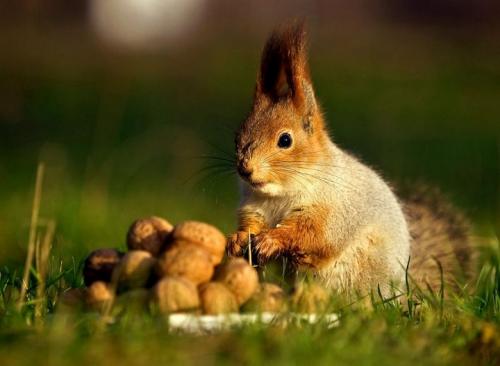 В мире интересного в природе. Факты о живой природе 18