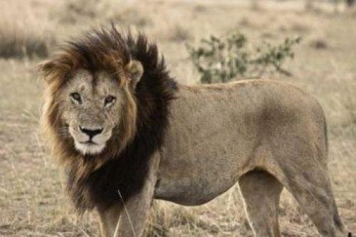 Интересные факты о львах для детей. Интересные факты о львах. Топ 18 фактов 07