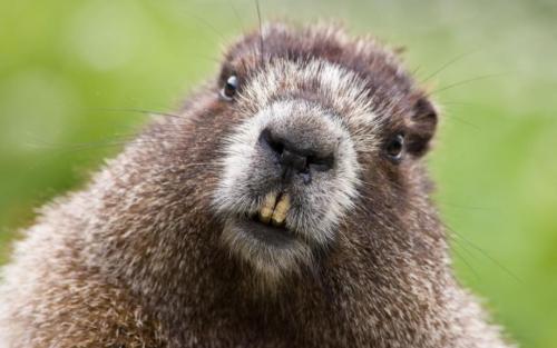 Интересные факты о бобрах 14