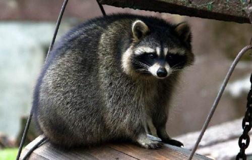 Косумельский енот. Описание и особенности