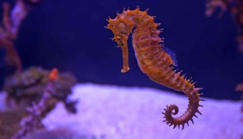 Где развиваются икринки морского конька. Морской конек: Беременные отцы, шахматы и феминизм