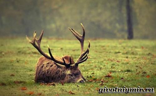 Сообщение о лосе. Особенности лося