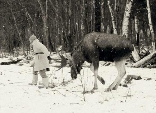 Кавалерия на лосях. К вопросу о лосиной кавалерии или как распространяются фейки в интернете и на телевидении