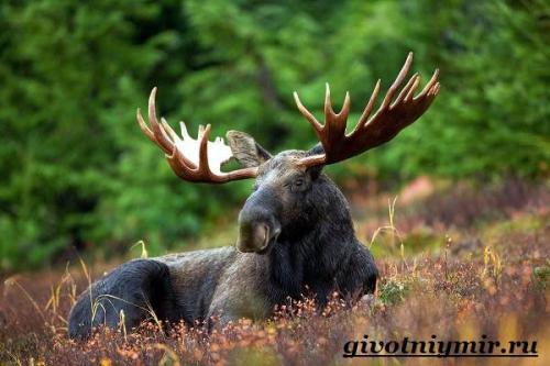 Сообщение о лосе. Особенности лося