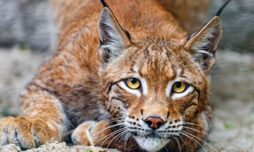 Интересные факты о Рыси + Видео