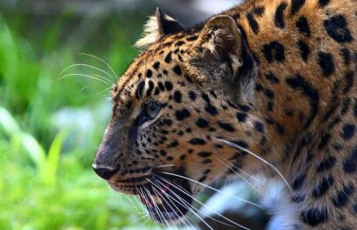 Дальневосточный леопард интересные факты. Ареал, места обитания 02