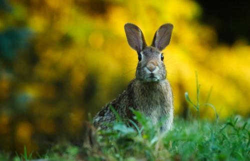 Интересные факты о кроликах домашних. Кролики — интересные факты