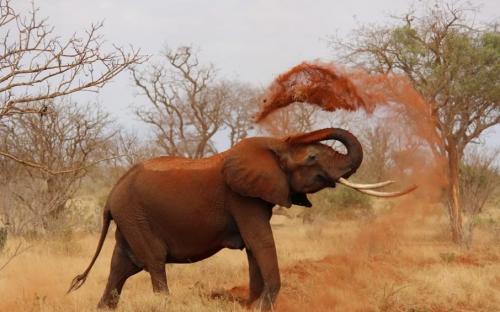 Кенія цікаві факти. Кения — интересные факты