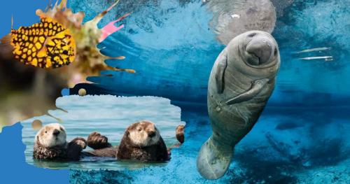 Интересные факты о животных морей и океанов. 12 самых невероятных фактов о морских животных, которые заставят вас удивляться!)