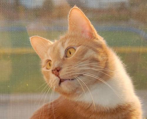 Рыжие коты лечебные. Лентиго рыжих кошек, что это и надо ли это лечить?