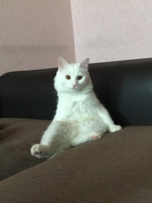 Лечебные свойства кошек для человека. Целебное мурчание. Как волгоградка доказала лечебные свойства кошек