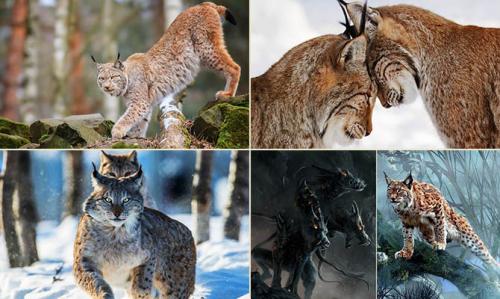 Интересные факты о Рыси + Видео