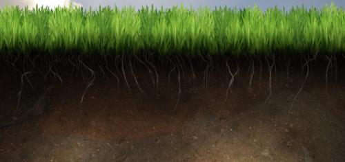 Почва. Типы почв и их особенности