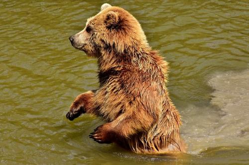 Интересные факты о медведях. Медведи — интересные факты