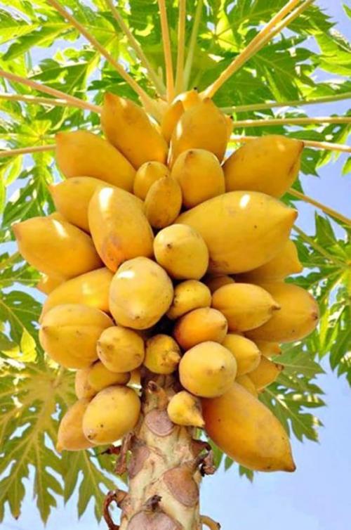 Конго уровень жизни. Зарисовка жизни в глубинке Африки (Конго Заир)