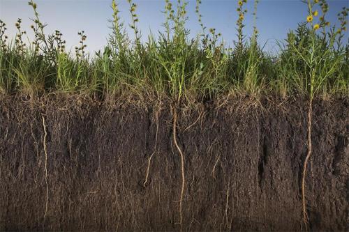 Почвоведение интересные факты. Факты о почве