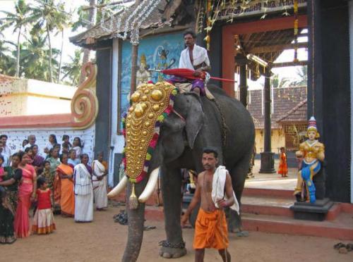 О слонах интересное. 10 интересных фактов о слонах. 07