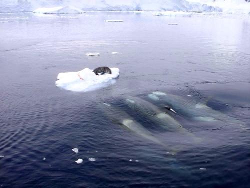 Касатки интересные факты. Жизнь касаток 22