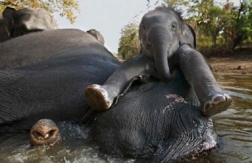 Мудрость о слонах. 
