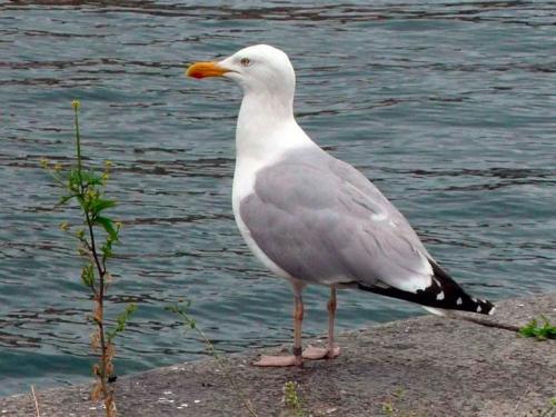 Птица похожая на чайку. Чайки: описание