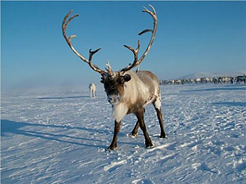 Породы оленей