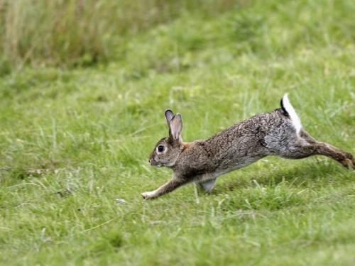 Факты о кроликах. Кролики — интересные факты 05