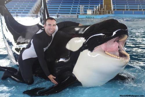 Касатка и акула. Битва титанов: белая акула против косатки