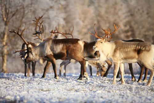 Породы оленей