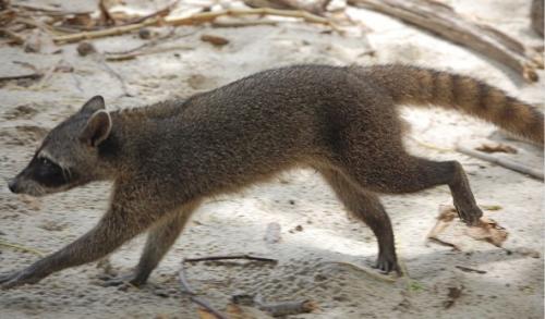 Енот полоскун интересные факты. 12 интересных фактов о енотах 12