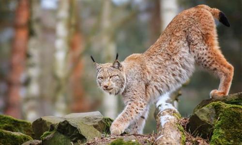 Интересные факты о Рыси + Видео