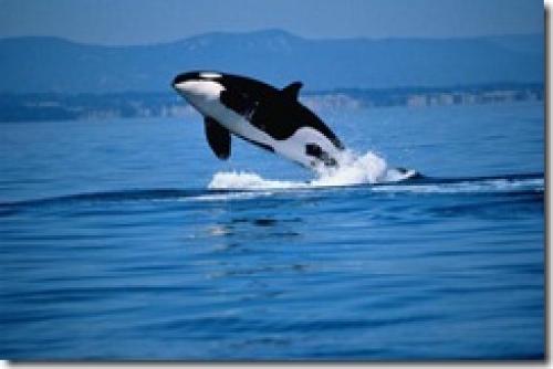 Касатка. Косатка или касатка. Кто такая косатка