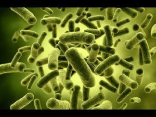 Молочнокислые бактерии польза. Что такое молочнокислые бактерии