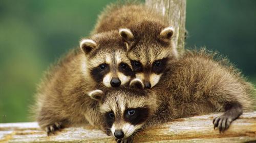 Енот полоскун интересные факты. 12 интересных фактов о енотах