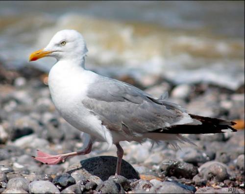 Птица похожая на чайку. Чайки: описание
