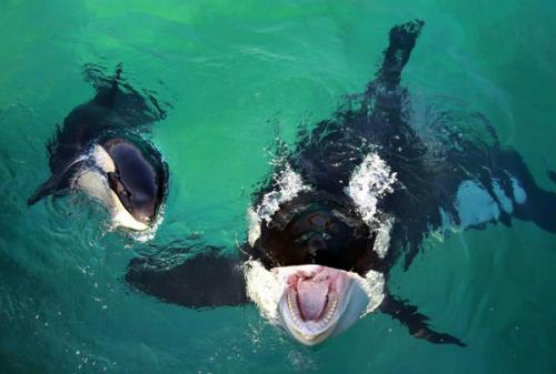 Касатки интересные факты. Жизнь касаток