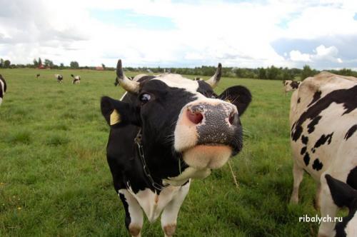 Интересные факты о кисломолочных продуктах. Очень интересные факты про молоко 01